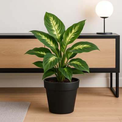 Dieffenbachia Mariana S14